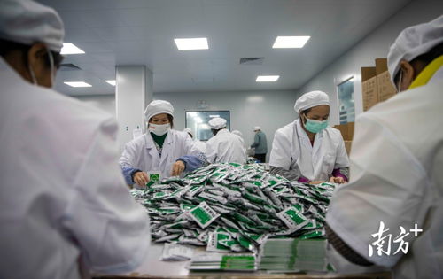 現場直擊 馬力全開 廣東藥企24小時加班生產